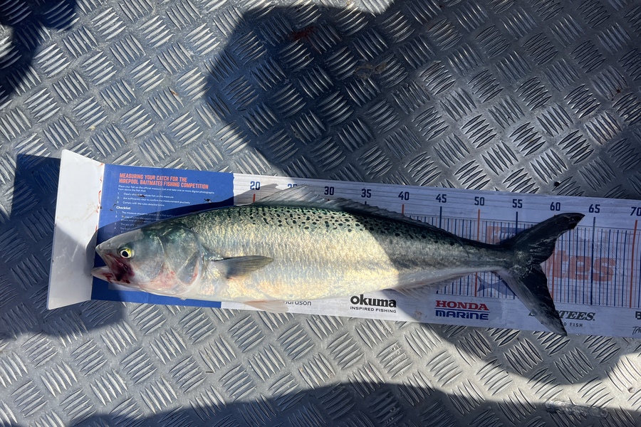 Luke Slobbe caught this 58.0cm Kahawai at Wellington during The Export NZ Fishing Competition