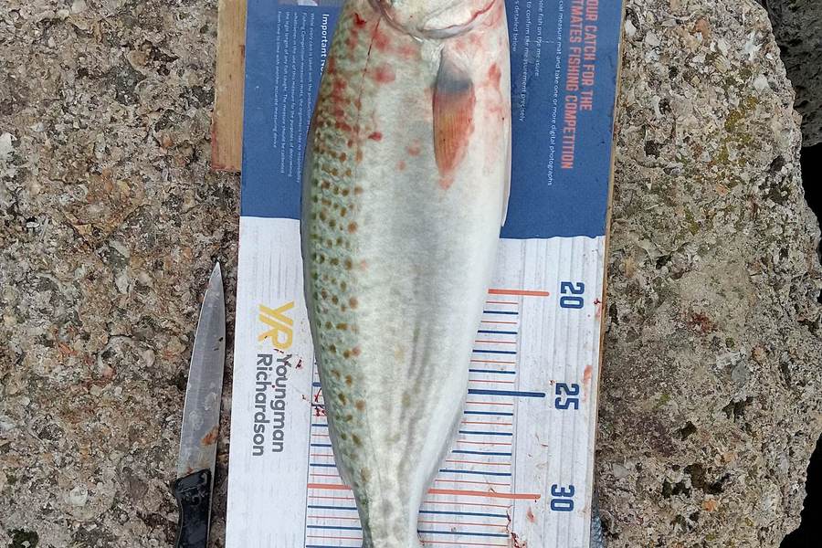 Dave Paul caught this 36.5cm Kahawai at Napier during The Export NZ Fishing Competition