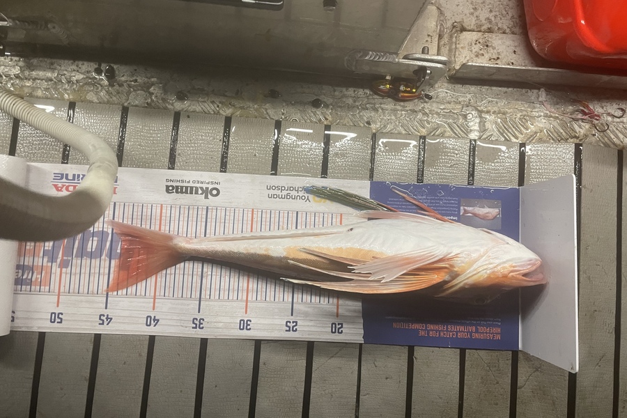 Sam Julian caught this 44.0cm Gurnard at Makara during The Export NZ Fishing Competition