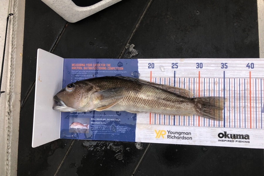 Tristram Hillock caught this 34.5cm Blue Cod at Kapiti during The Export NZ Fishing Competition