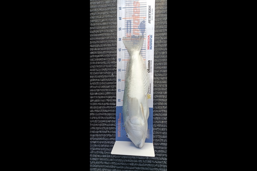 Trent Wales caught this 51.5cm Blue Cod at Durville  during The Export NZ Fishing Competition