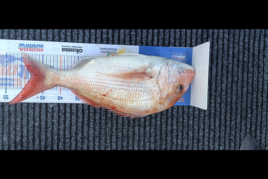 Trent Wales caught this 48.0cm Snapper at Nelson during The Export NZ Fishing Competition