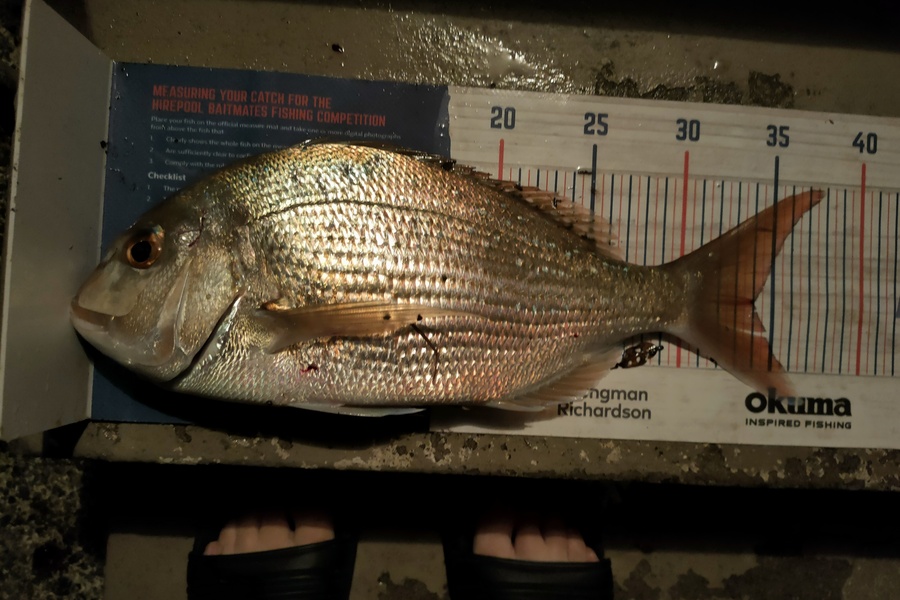 Janine Cornelder caught this 34.0cm Snapper at Tauranga during The Export NZ Fishing Competition