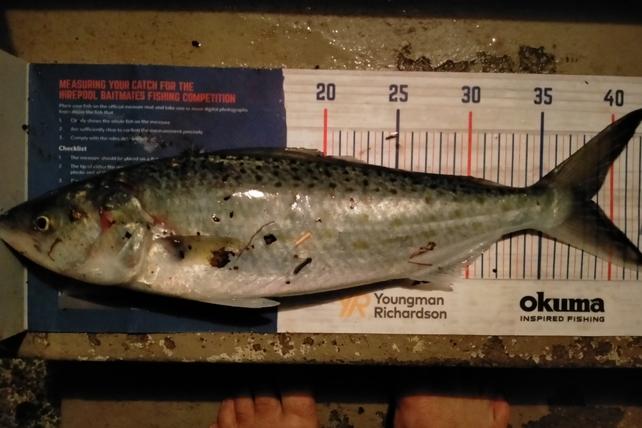 Andrew Cornelder caught this 38.5cm Kahawai at Tauranga  during The Export NZ Fishing Competition