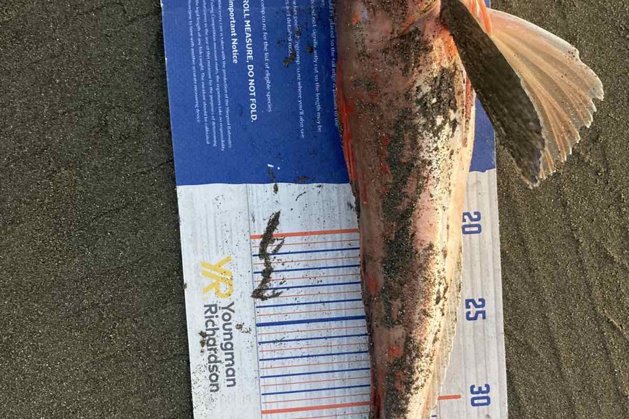Viv Radich caught this 40.0cm Gurnard at Foxton during The Export NZ Fishing Competition