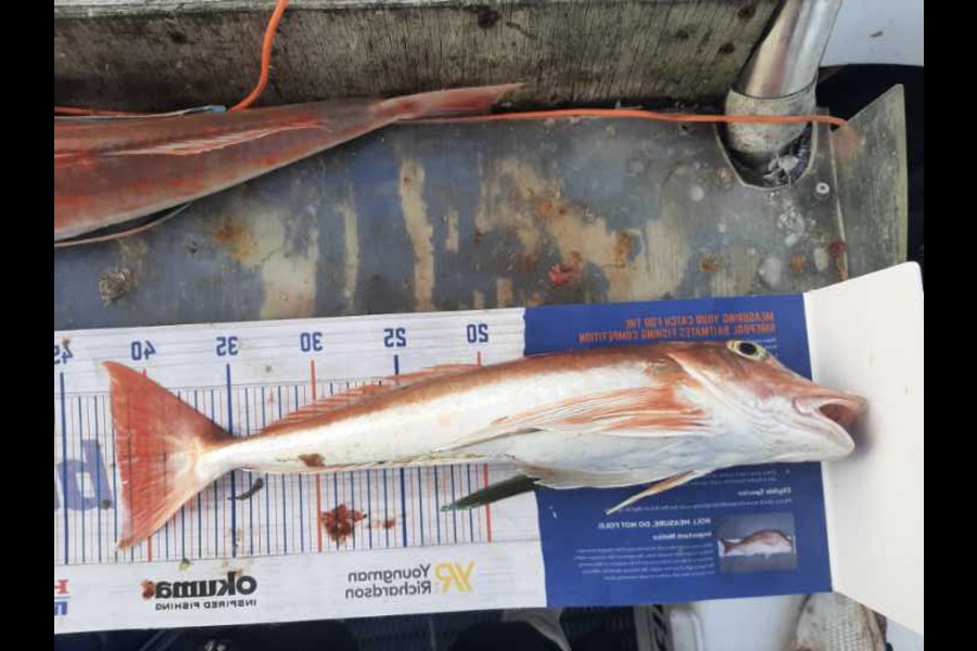 Vanessa Lovett caught this 41.5cm Gurnard at Hawke’s Bay  during The Export NZ Fishing Competition