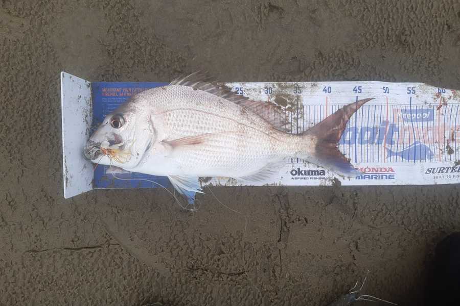 Angel Emtage caught this 41.5cm Snapper at Glinks gully during The Export NZ Fishing Competition