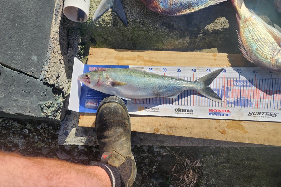 Matthew Inns caught this 45.0cm Kahawai at Patea during The Export NZ Fishing Competition