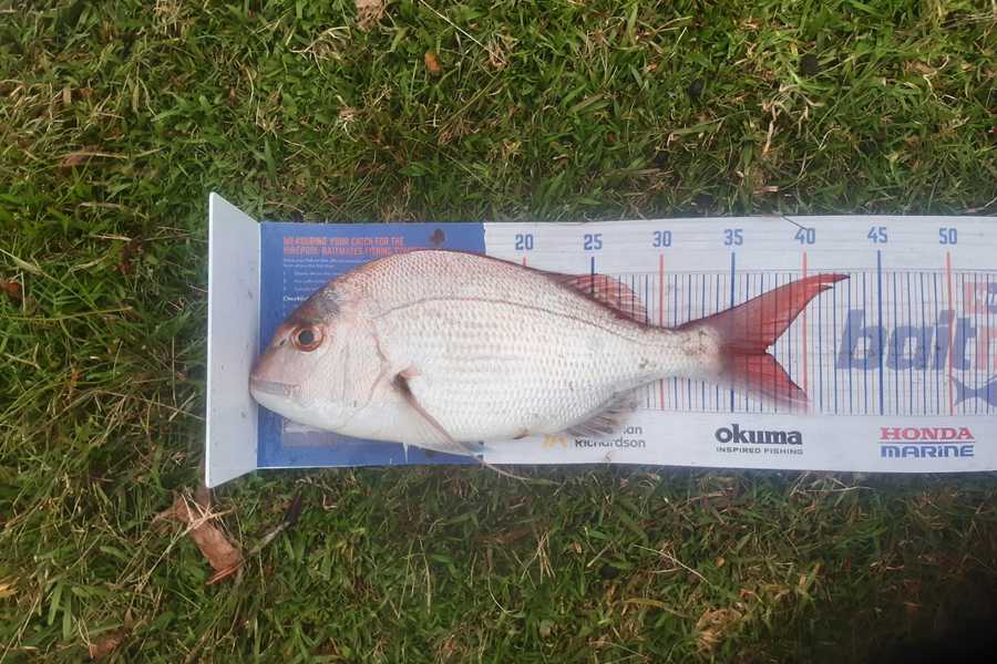 Hayden Parker caught this 37.0cm Snapper at Glinks gully during The Export NZ Fishing Competition