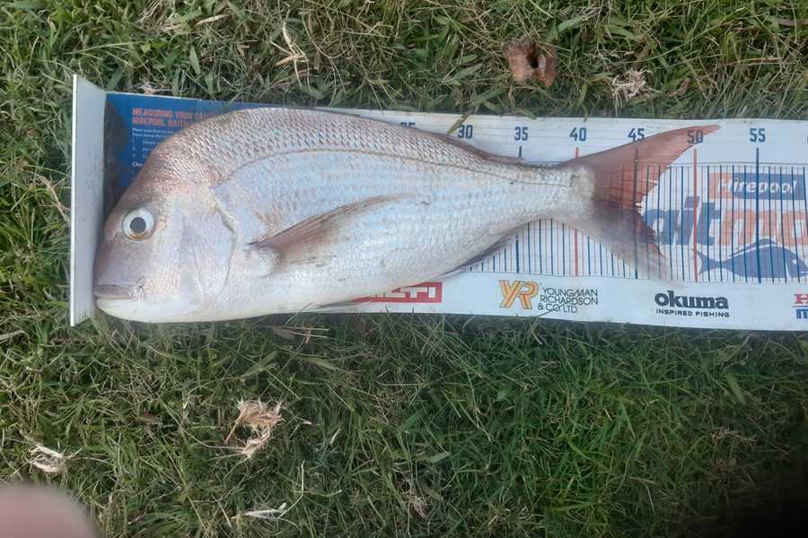 Hayden Parker caught this 45.0cm Snapper at Glinks gully  during The Export NZ Fishing Competition