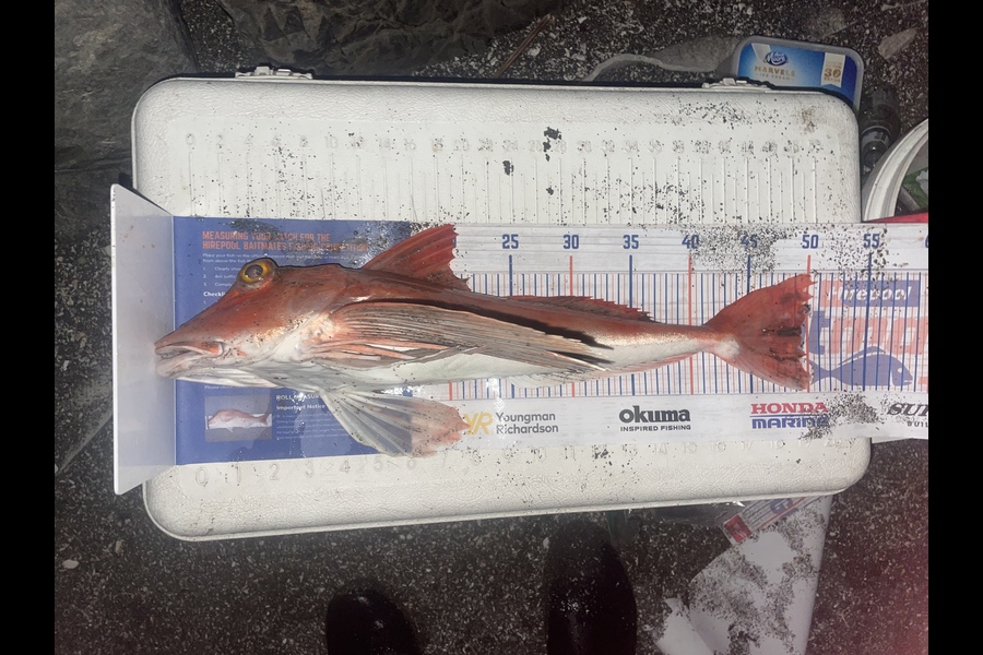 Kieran Daly caught this 49.5cm Gurnard at Kapiti  during The Export NZ Fishing Competition