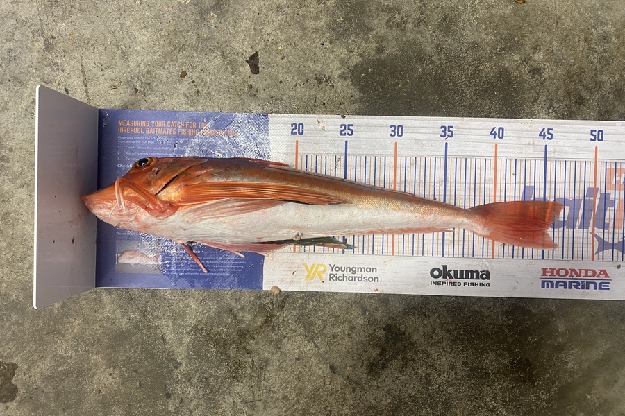 Johnny Huynen caught this 45.0cm Gurnard at Mana  during The Export NZ Fishing Competition