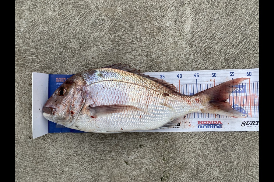 Gary Allan caught this 53.0cm Snapper at Te horo during The Export NZ Fishing Competition
