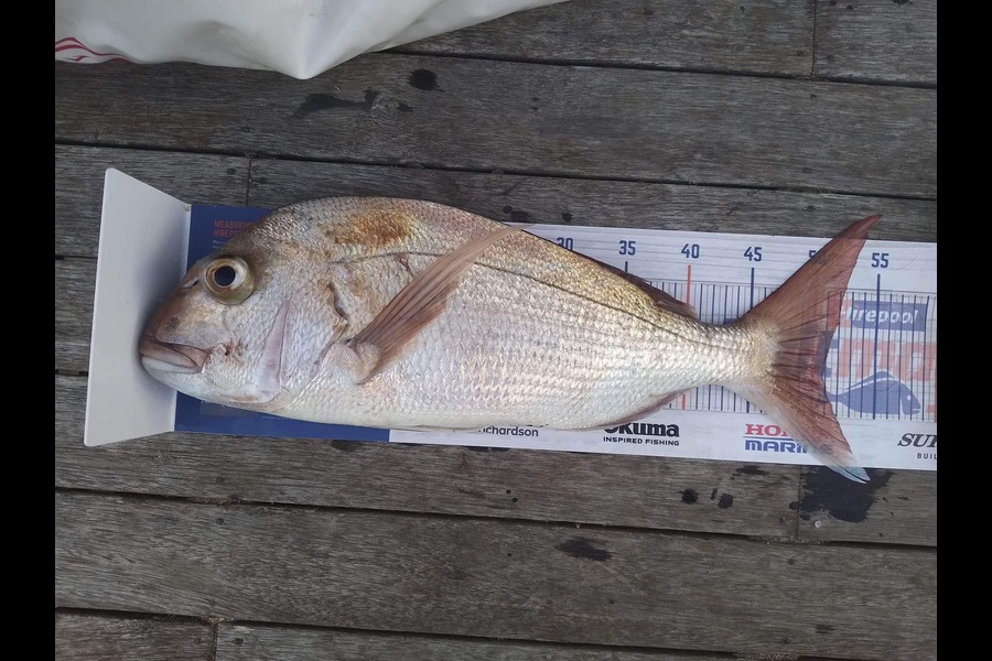 Nikki Tate caught this 50.5cm Snapper at Doubtless Bay  during The Export NZ Fishing Competition