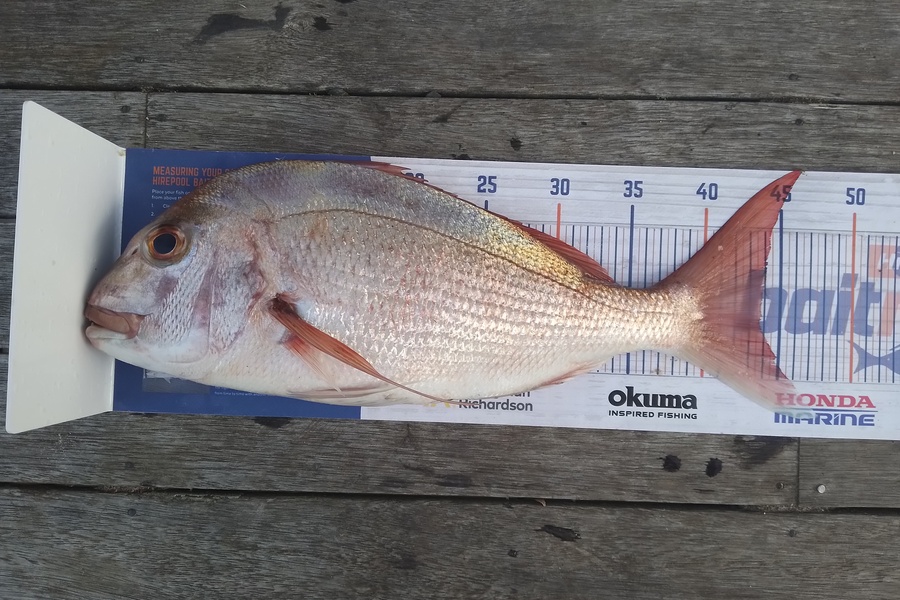 William Samson caught this 43.5cm Snapper at Doubtless bay during The Export NZ Fishing Competition