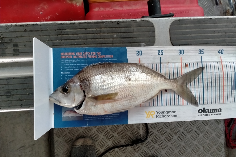 Kyle Deverell caught this 31.0cm Tarakihi at Marlborough  during The Export NZ Fishing Competition