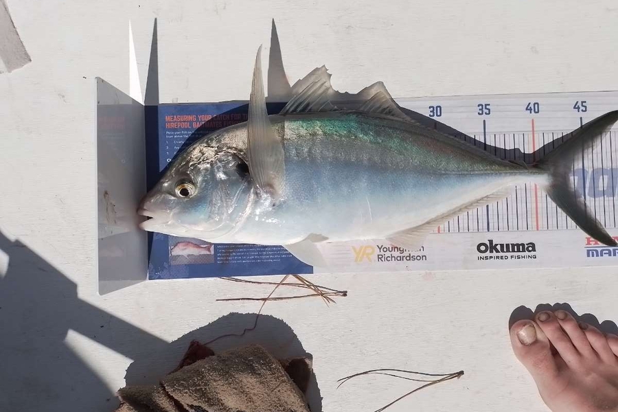 Daniel Dawson caught this 43.0cm Trevally at Tauranga  during The Export NZ Fishing Competition
