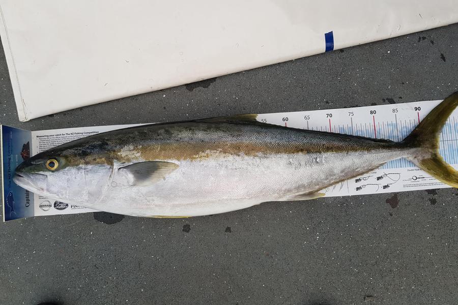 Charles Gray caught this 93.5cm Kingfish at Cape Karikari during The Export NZ Fishing Competition