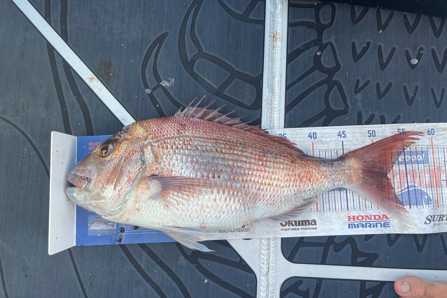 Charles Peters caught this 51.5cm Snapper at Tauranga during The Export NZ Fishing Competition