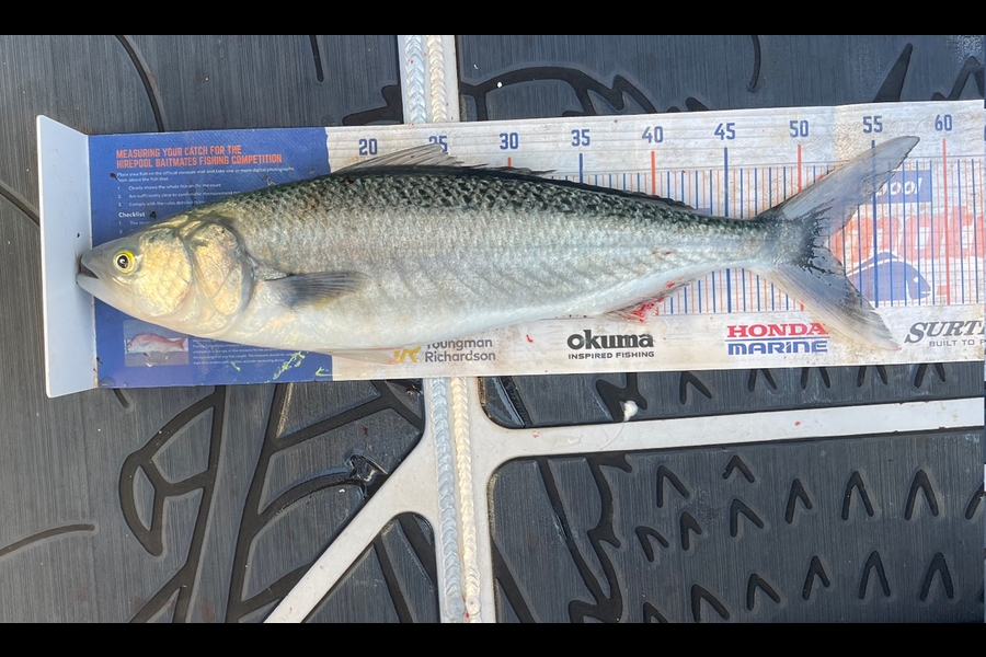 Charles Peters caught this 51.5cm Kahawai at Tauranga during The Export NZ Fishing Competition