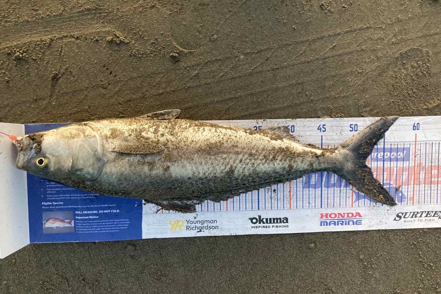 Viv Radich caught this 52.0cm Kahawai at Foxton during The Export NZ Fishing Competition