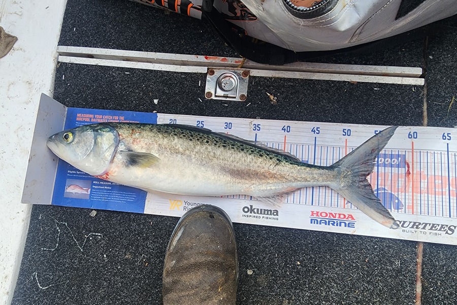 Matthew Inns caught this 53.0cm Kahawai at Patea during The Export NZ Fishing Competition