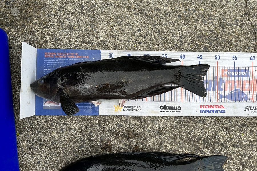 Riley Senior caught this 46.0cm Butterfish at Mana during The Export NZ Fishing Competition