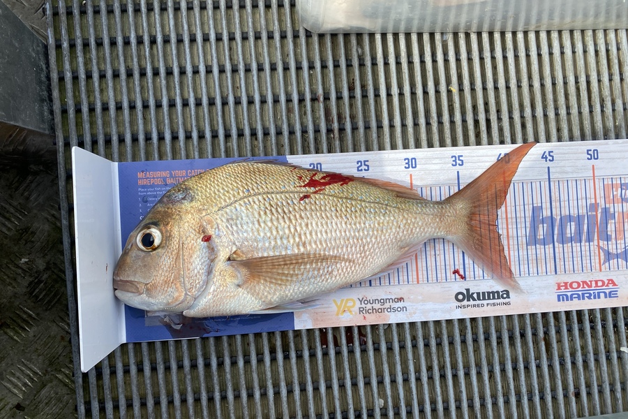 Adrian Eichmann caught this 38.5cm Snapper at BOI during The Export NZ Fishing Competition
