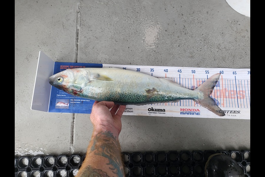Caleb Clark caught this 55.0cm Kahawai at Moeraki otago  during The Export NZ Fishing Competition