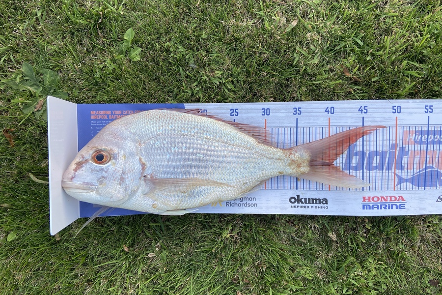 Jack Ogden caught this 40.0cm Snapper at Bell block during The Export NZ Fishing Competition