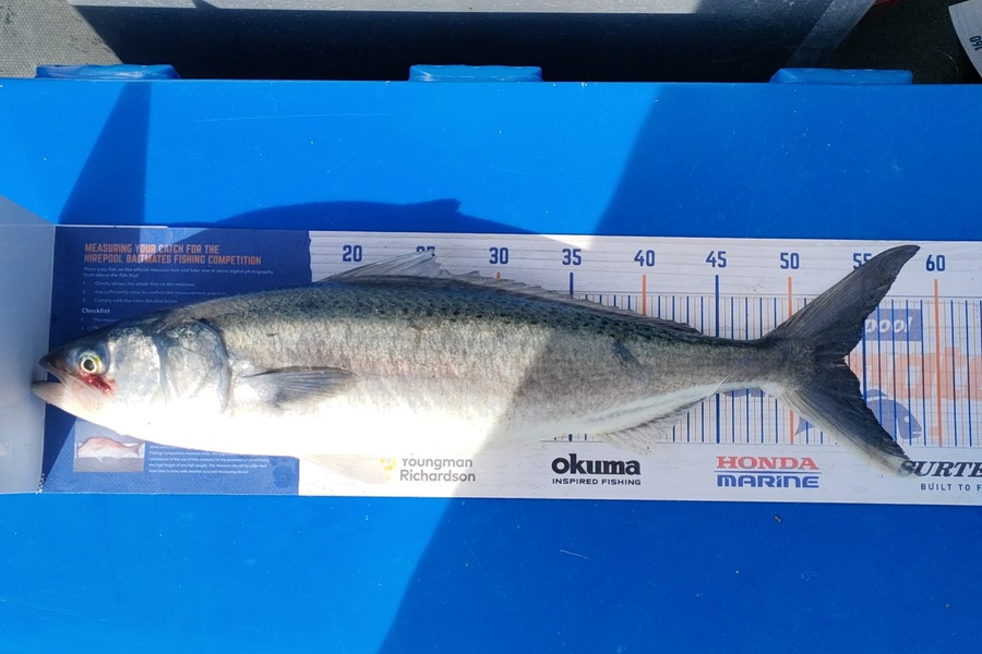 Nathan Lynn Watts caught this 53.5cm Kahawai at Wellington during The Export NZ Fishing Competition