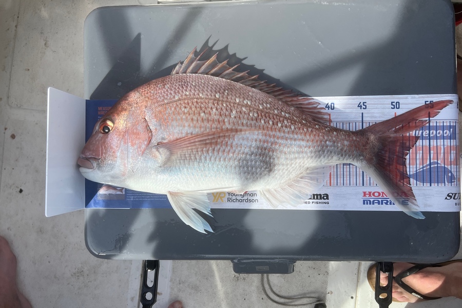 Steve Watt caught this 51.0cm Snapper at Mana during The Export NZ Fishing Competition