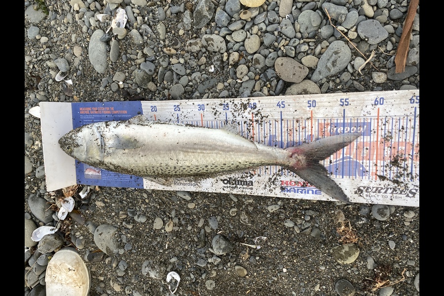 Dean Gulbransen caught this 51.0cm Kahawai at Napier during The Export NZ Fishing Competition