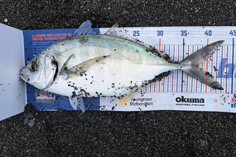 Harry Kovacs caught this 38.0cm Trevally at Wellington South Coast during The Export NZ Fishing Competition