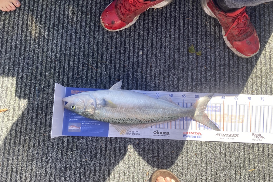 Ryan Mitchell caught this 52.5cm Kahawai at Tasman bay during The Export NZ Fishing Competition