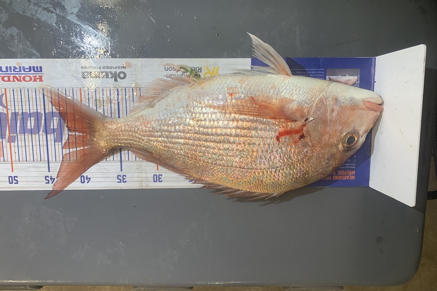 Josh Bolton caught this 42.0cm Snapper at Wellington during The Export NZ Fishing Competition