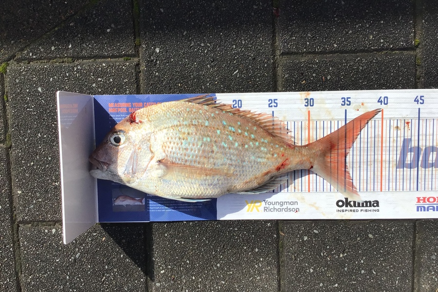 Mason Gestro caught this 35.0cm Snapper at Kapiti during The Export NZ Fishing Competition