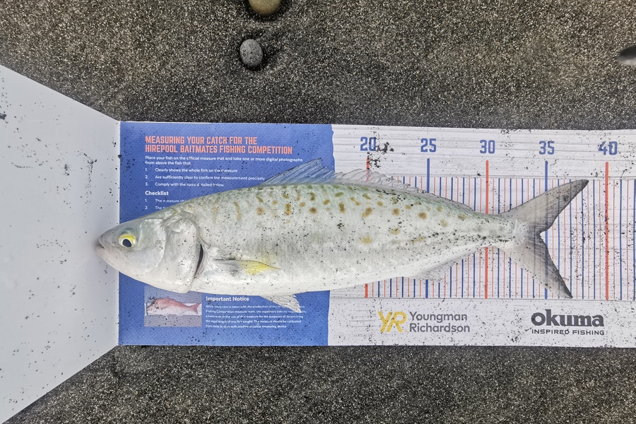 Nikki Farley caught this 34.5cm Kahawai at New Plymouth  during The Export NZ Fishing Competition