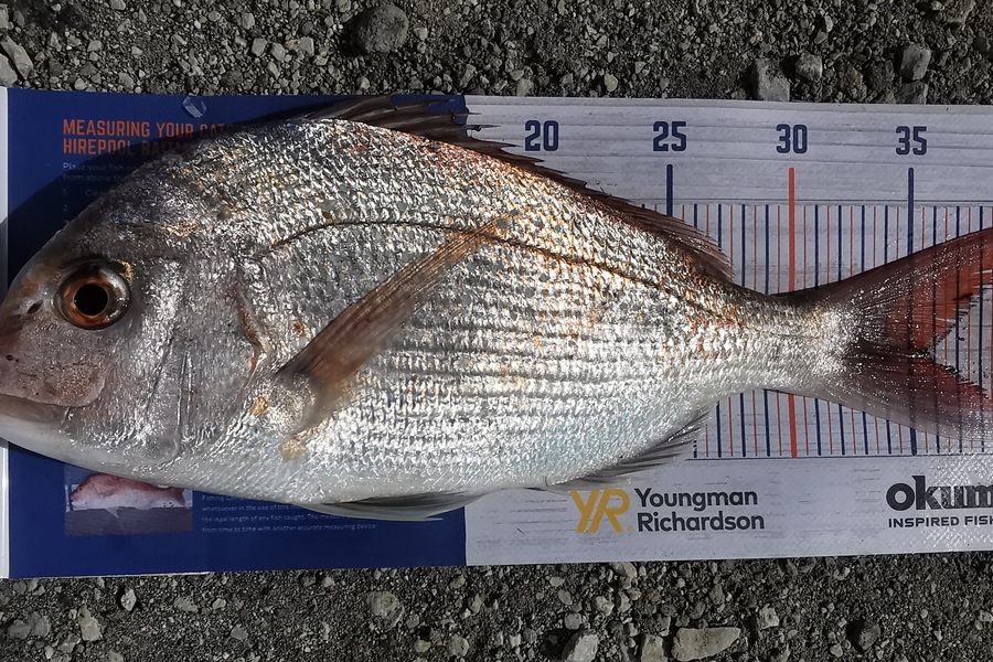 Nikki Farley caught this 35.0cm Snapper at New Plymouth  during The Export NZ Fishing Competition