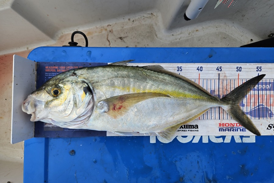 Jonathan  Murrow  caught this 50.0cm Trevally at Whanganui during The Export NZ Fishing Competition