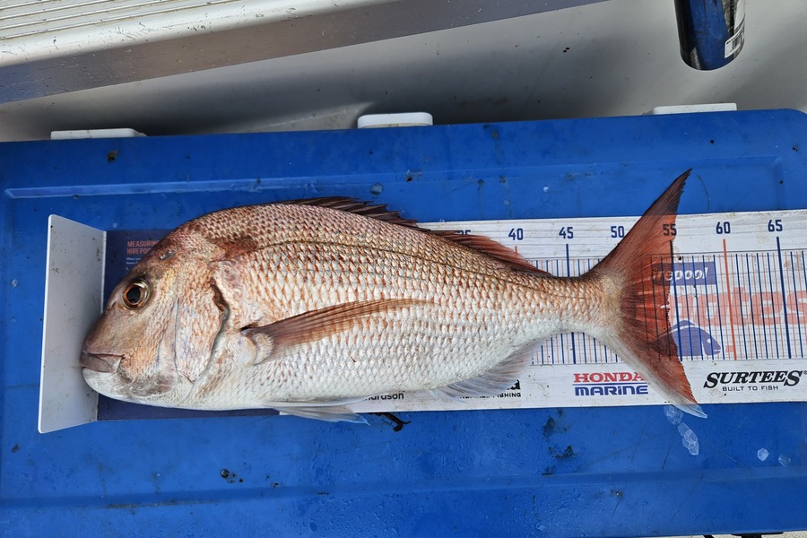 Jonathan  Murrow  caught this 54.0cm Snapper at Whanganui during The Export NZ Fishing Competition