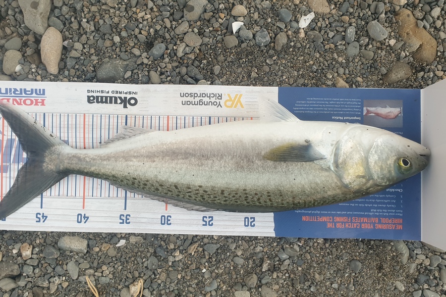 Pat Barrett caught this 46.5cm Kahawai at Otaki Beach during The Export NZ Fishing Competition