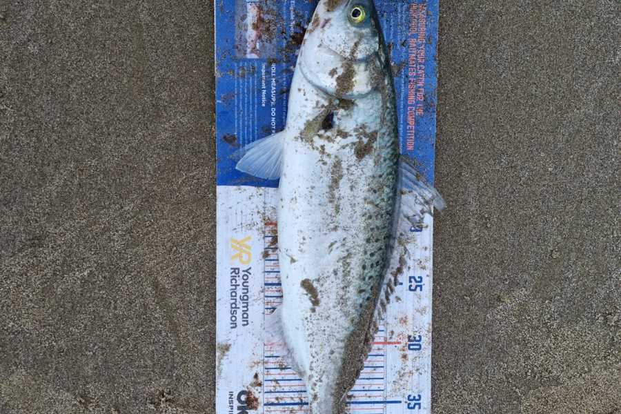 Hayden Parker caught this 40.0cm Kahawai at Glinks gully  during The Export NZ Fishing Competition