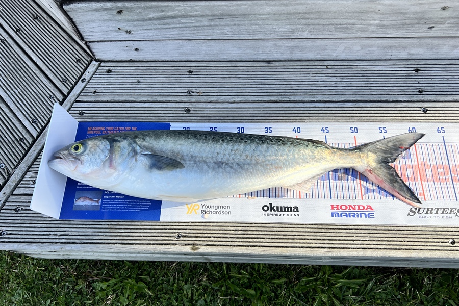 Renea Wheeler caught this 55.0cm Kahawai at Thames during The Export NZ Fishing Competition