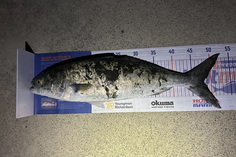 Raj Irving caught this 48.0cm Kahawai at Raglan during The Export NZ Fishing Competition