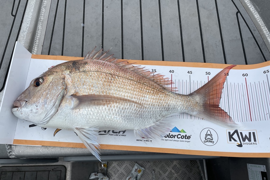 paul jackson caught this 52.0cm Snapper at Whanganui during The Export NZ Fishing Competition