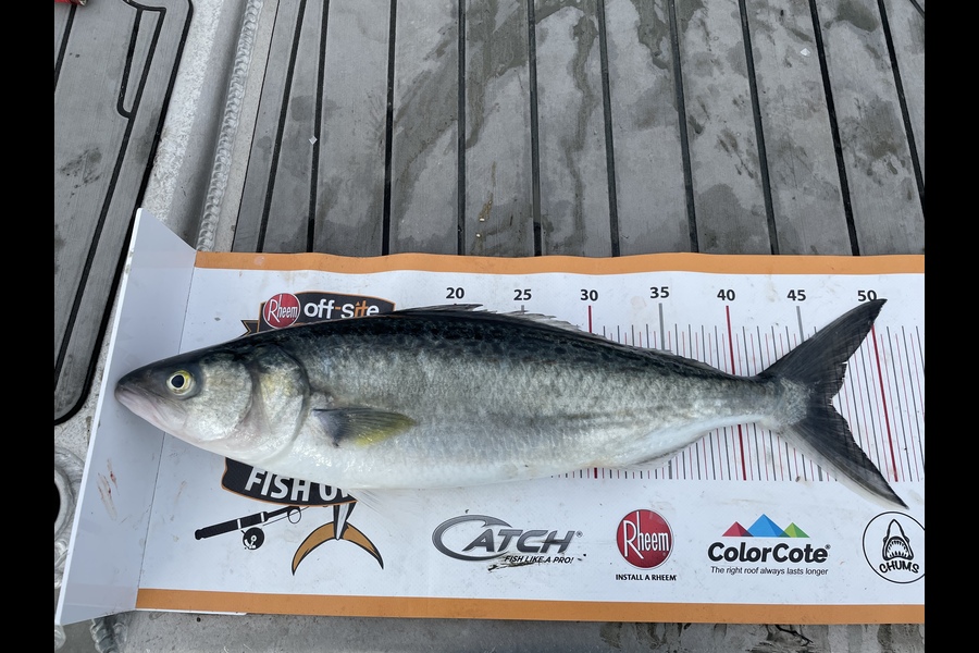 paul jackson caught this 46.0cm Kahawai at Whanganui during The Export NZ Fishing Competition