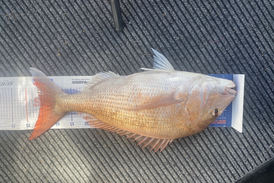 James Laird caught this 65.0cm Snapper at Durville Island  during The Export NZ Fishing Competition