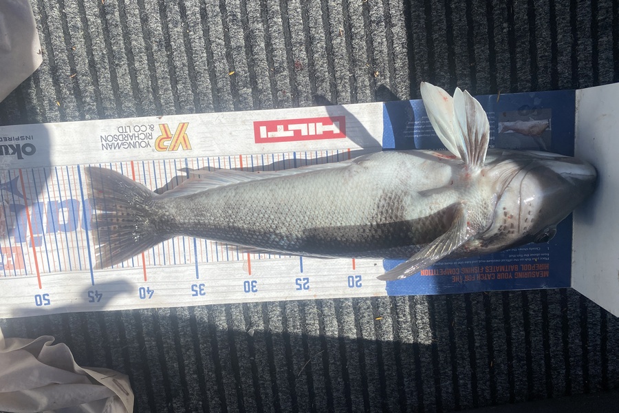 James Laird caught this 44.0cm Blue Cod at Durville Island during The Export NZ Fishing Competition