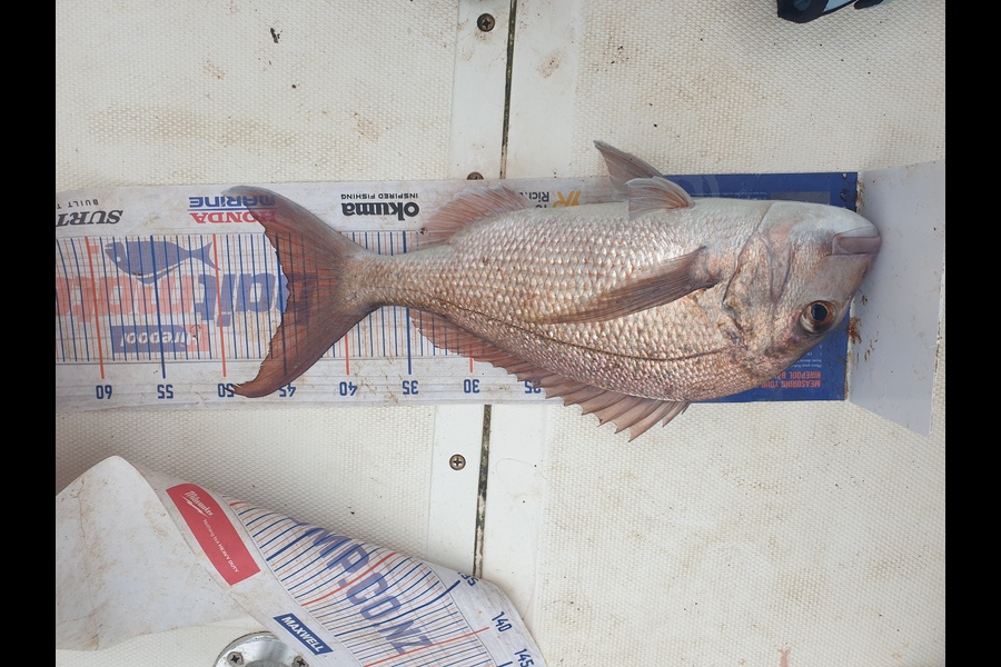 karl scholtens caught this 44.5cm Snapper at great barrier island during The Export NZ Fishing Competition